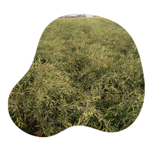 Organic Mustard Oil by Apni jaivik kheti Organic Mustard Oil by Apni jaivik kheti