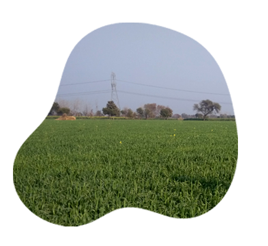 Organic Wheat Grain by Apni jaivik kheti