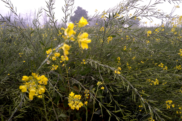 Mustard  Apni jaivik kheti An Organic farm