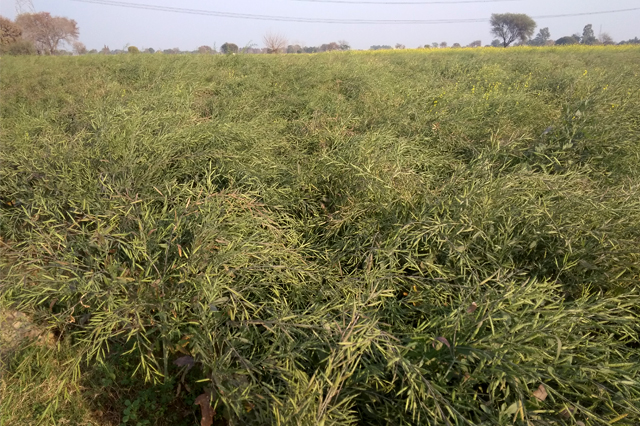 Mustard  Apni jaivik kheti An Organic farm