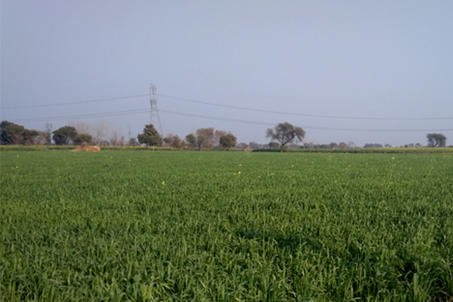 Wheat Apni jaivik kheti An Organic farm