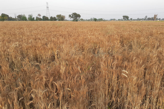 Organic Wheat Farming Apni jaivik kheti An Organic farm