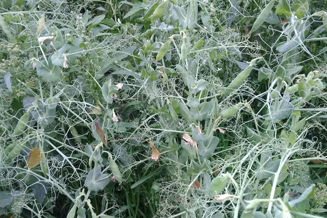 Sachin Gautam Apni jaivik kheti An Organic farm