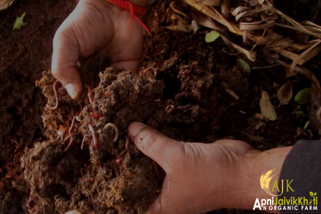 Vermicompost play an important role in Organic Farming Apni jaivik kheti An Organic farm