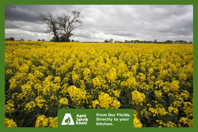 Organic Mustard Farming Apni jaivik kheti An Organic farm