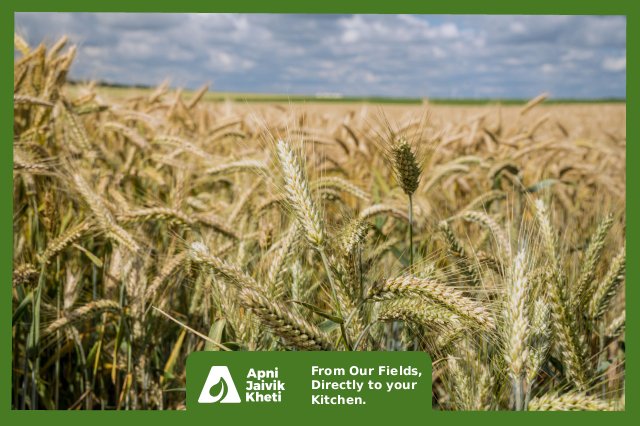 Organic Wheat Farming Apni jaivik kheti An Organic farm